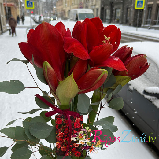 Красный амариллис