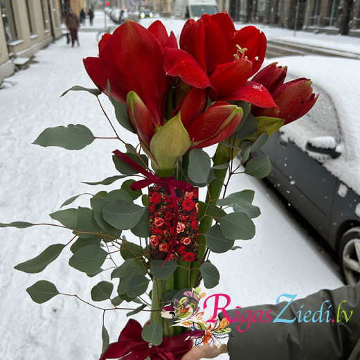 Красный амариллис