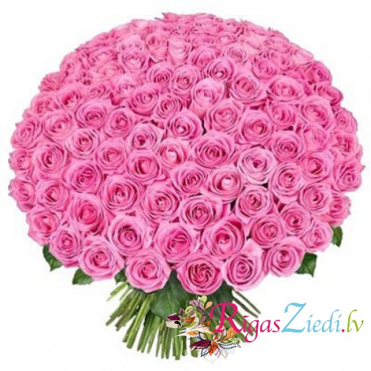 101 rozā roze