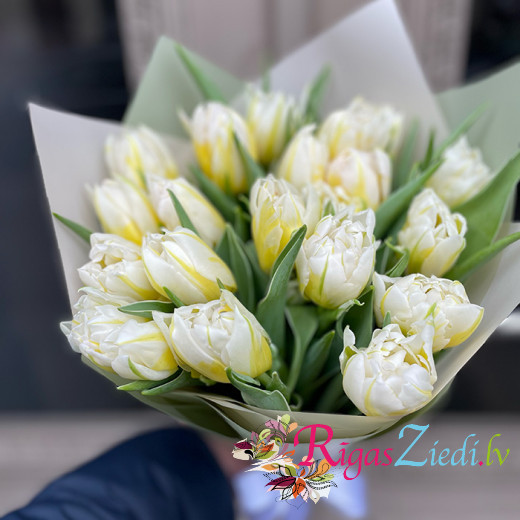 Baltu tulpju pušķis dekoratīvā iepakojumā