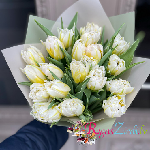 Baltu tulpju pušķis dekoratīvā iepakojumā