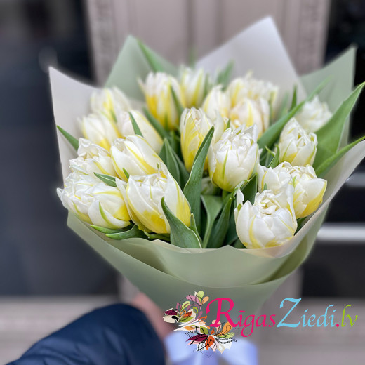 Baltu tulpju pušķis dekoratīvā iepakojumā