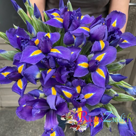 Blue irises, flowers