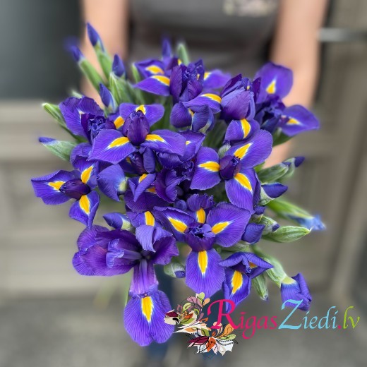 Blue irises, flowers
