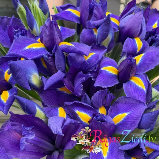 Blue irises, flowers