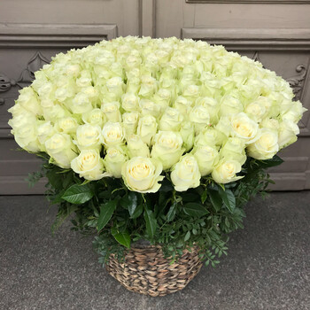 101 white Athena roses in a basket