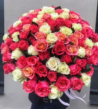 101 pink, white, salmon pink rose