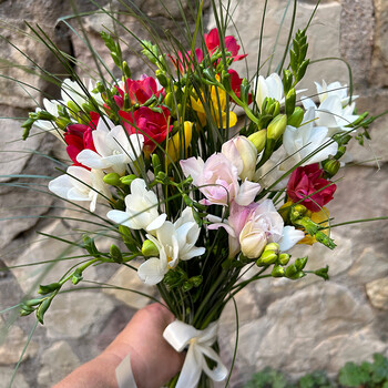 Разноцветные фрезии