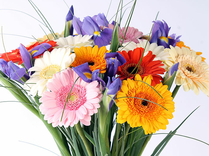 Dažādu krāsu gerberas ar ziliem īrisiem