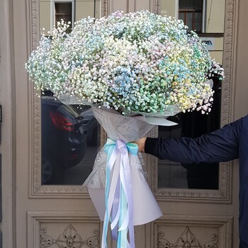 Gypsophila multicolored