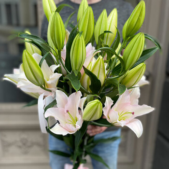 Soft pink lilies