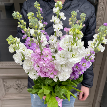 Different colors gillyflower fragrant bouquet