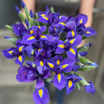 Blue irises
