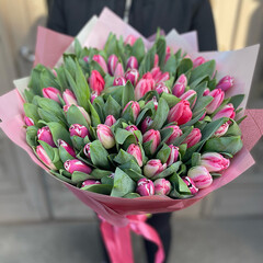 101 rozā tulpe dekoratīvā iepakojumā