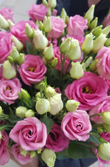Pink lisianthus