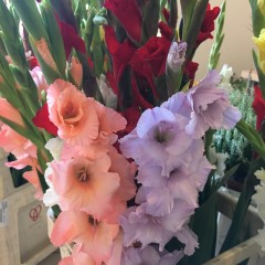 Gladiolus mix