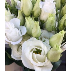 White eustoma