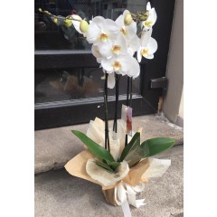 Orhideja dekoratīvā iepakojumā