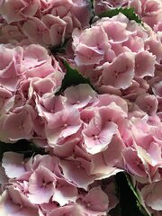 Pink hortensias