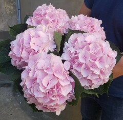 Pink hortensias