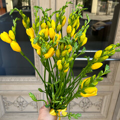 Yellow freesia