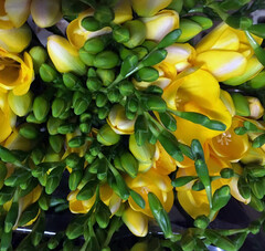 Yellow freesia