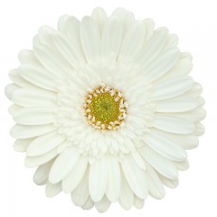 White gerbera