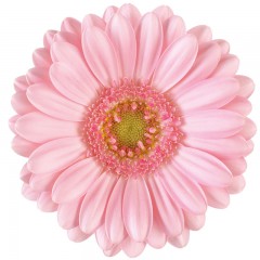 Pink gerbera