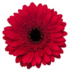 Red gerbera