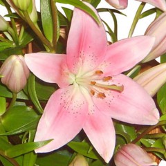 Soft pink lilies