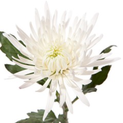 Large-flowered chrysanthemums, white