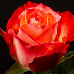 Розы Кабарет