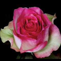 Розовые розы премиум класса