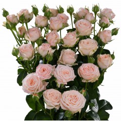 Pink spray roses