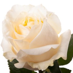 Cream-colored roses 50-60 cm