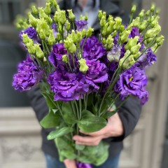 Purple eustoma