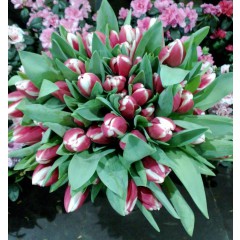 51 red with white tulips